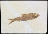 Detailed Knightia Fossil Fish - Wyoming #47823-1